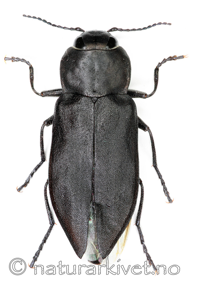 KA_acuminata_over / Melanophila acuminata / Sotpraktbille