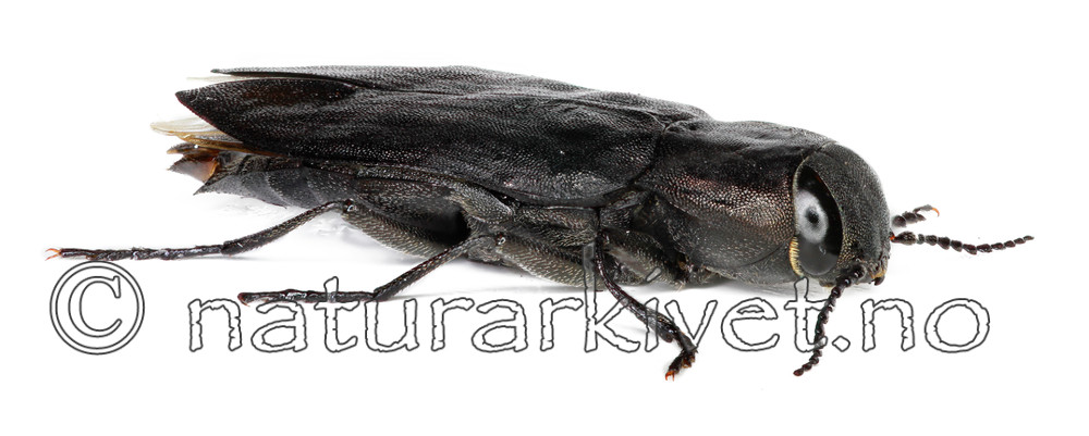 KA_acuminata_side / Melanophila acuminata / Sotpraktbille