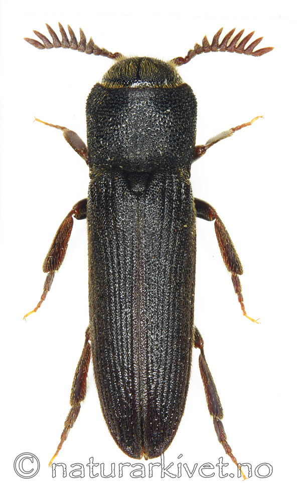 KA_buprestoides_over / Melasis buprestoides / Kamråtevedbille