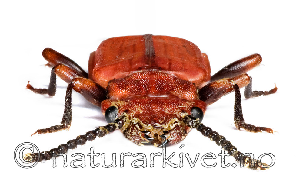 KA_cinnaberinus / Cucujus cinnaberinus / Sinoberbille