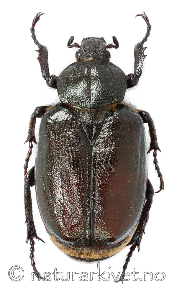 KA_eremita_over / Osmoderma eremita / Eremitt