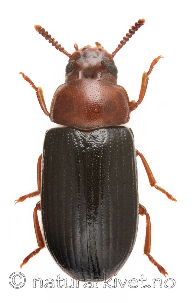 KA_haemorrhoidalis / Neomida haemorrhoidalis