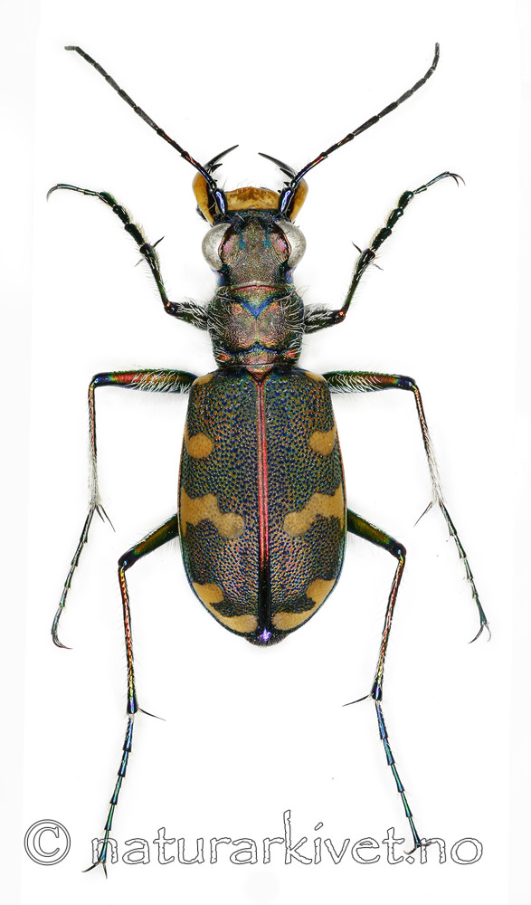 KA_hybrida_over / Cicindela hybrida