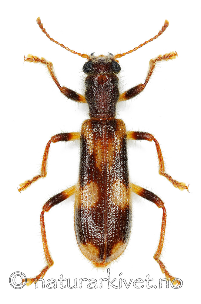 KA_mollis / Opilo mollis