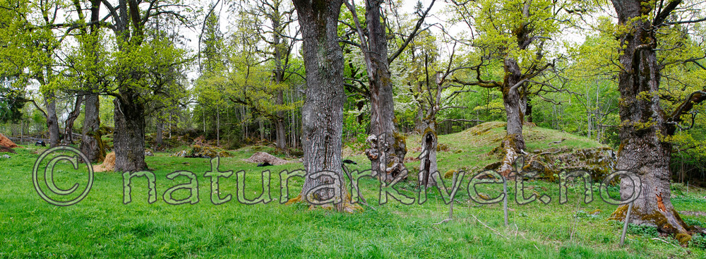 KA_panorama_eiker / Quercus robur / Sommereik