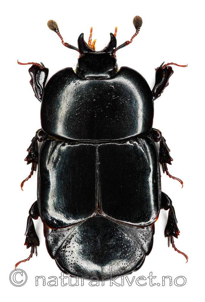 KA_plana_over / Hololepta plana