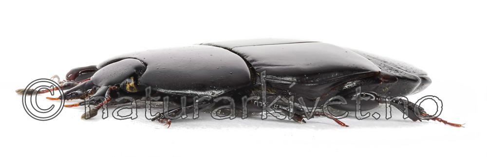 KA_plana_side / Hololepta plana