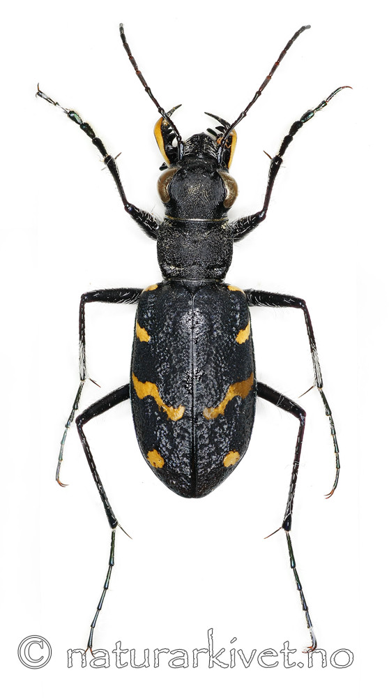 KA_sylvatica_over / Cicindela sylvatica