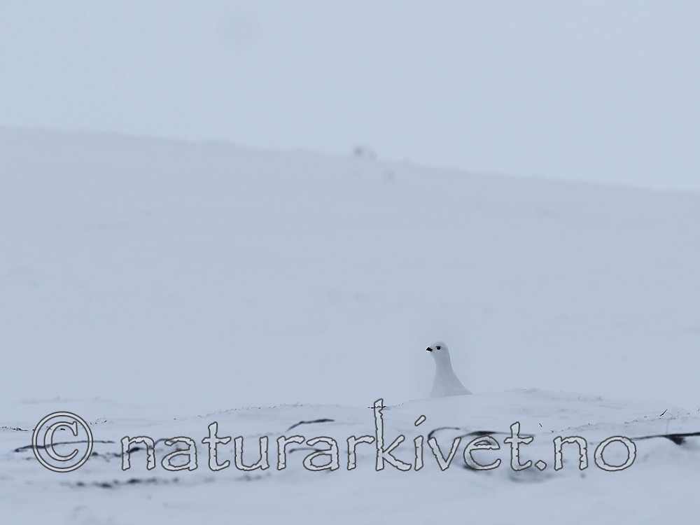 P1010010 / Lagopus lagopus / Lirype