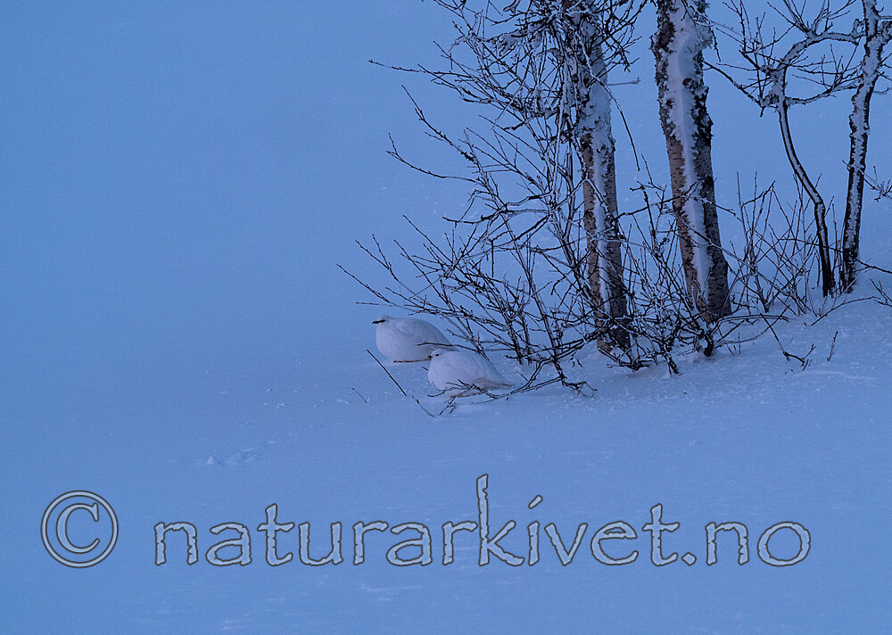 P2101159 / Lagopus muta / Fjellrype