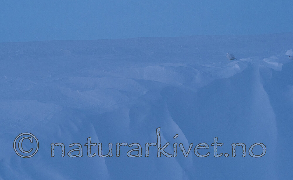 P2101198 / Lagopus muta / Fjellrype