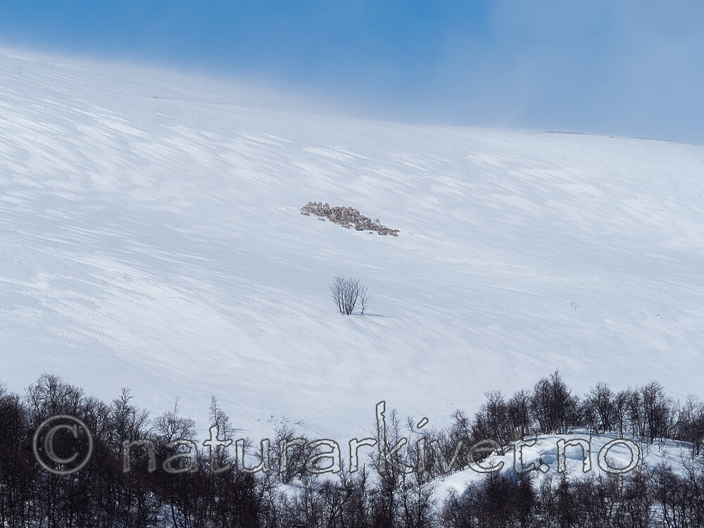 P4121362 / Rangifer tarandus / Rein