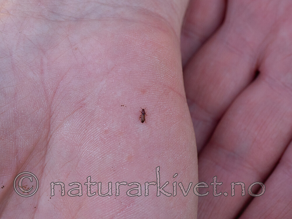 P5051420 / Corticeus longulus