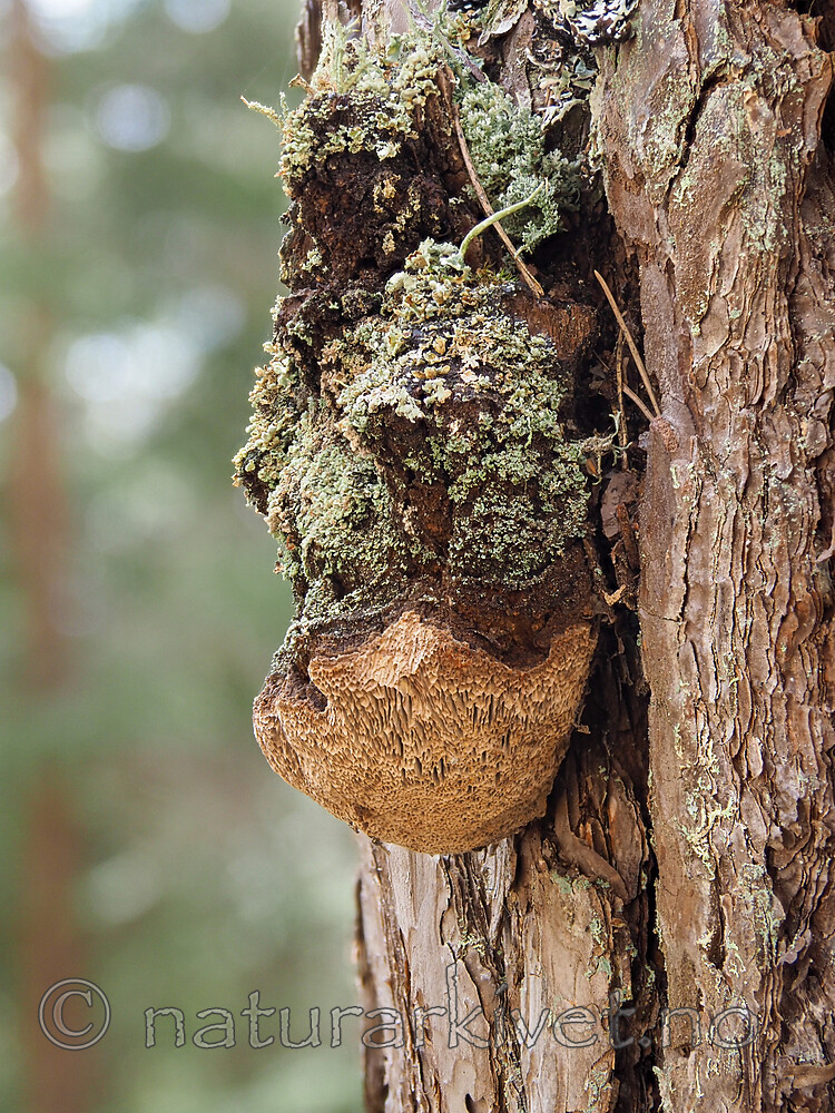 P5065699 / Phellinus pini / Furustokkjuke