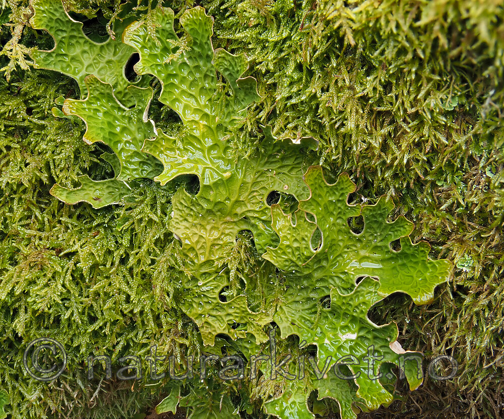 P5115901 / Lobaria pulmonaria / Lungenever