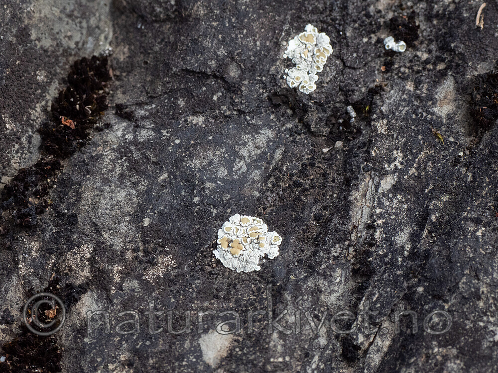 P5121531 / Squamarina degelii