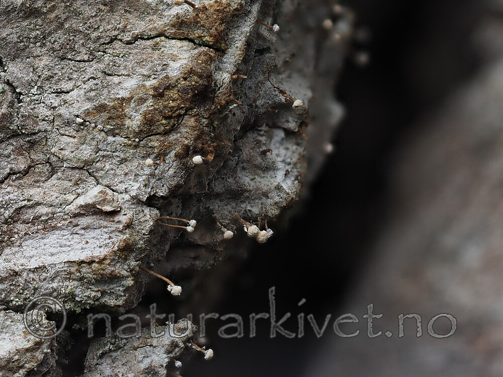 P5126355 / Sclerophora farinacea / Blådoggnål <br /> Ulmus glabra / Alm