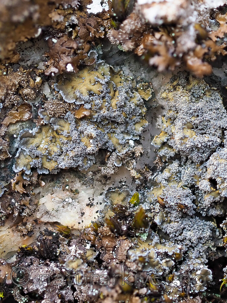 P5126423 / Fuscopannaria mediterranea / Olivenlav