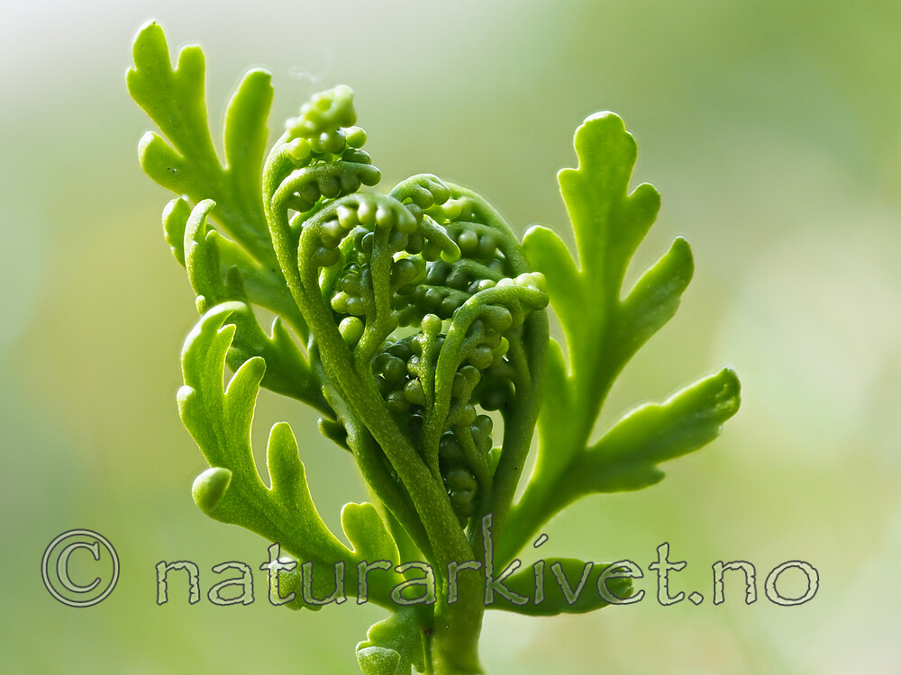 P5267089 / Botrychium lanceolatum / Handmarinøkkel