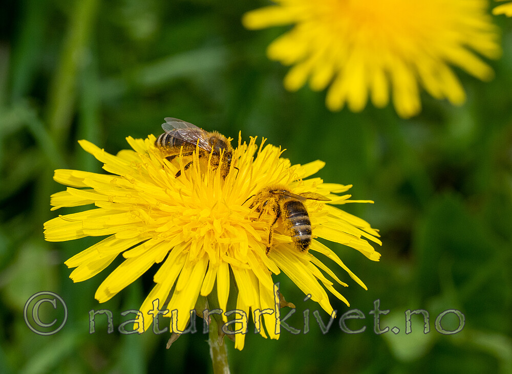 P5271651 / Apis mellifera / Honningbie
