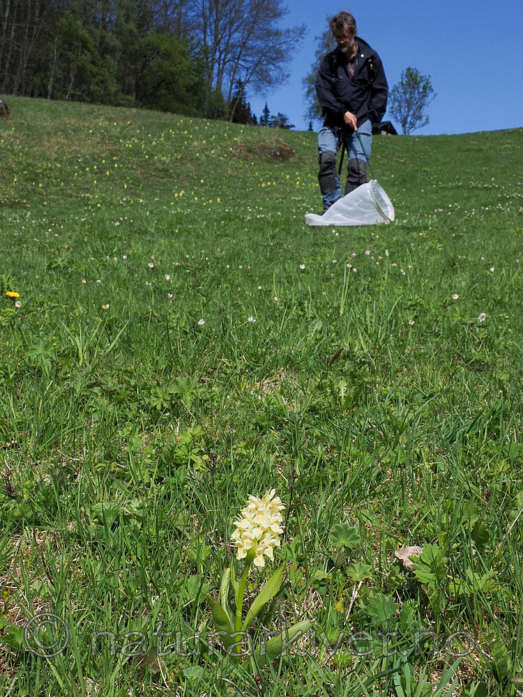 P5271706 / Dactylorhiza sambucina / Søstermarihand