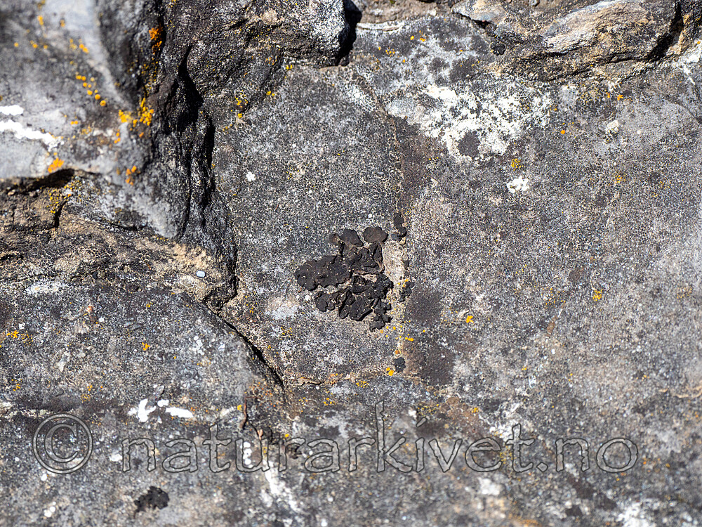 P5273455 / Thallinocarpon nigritellum