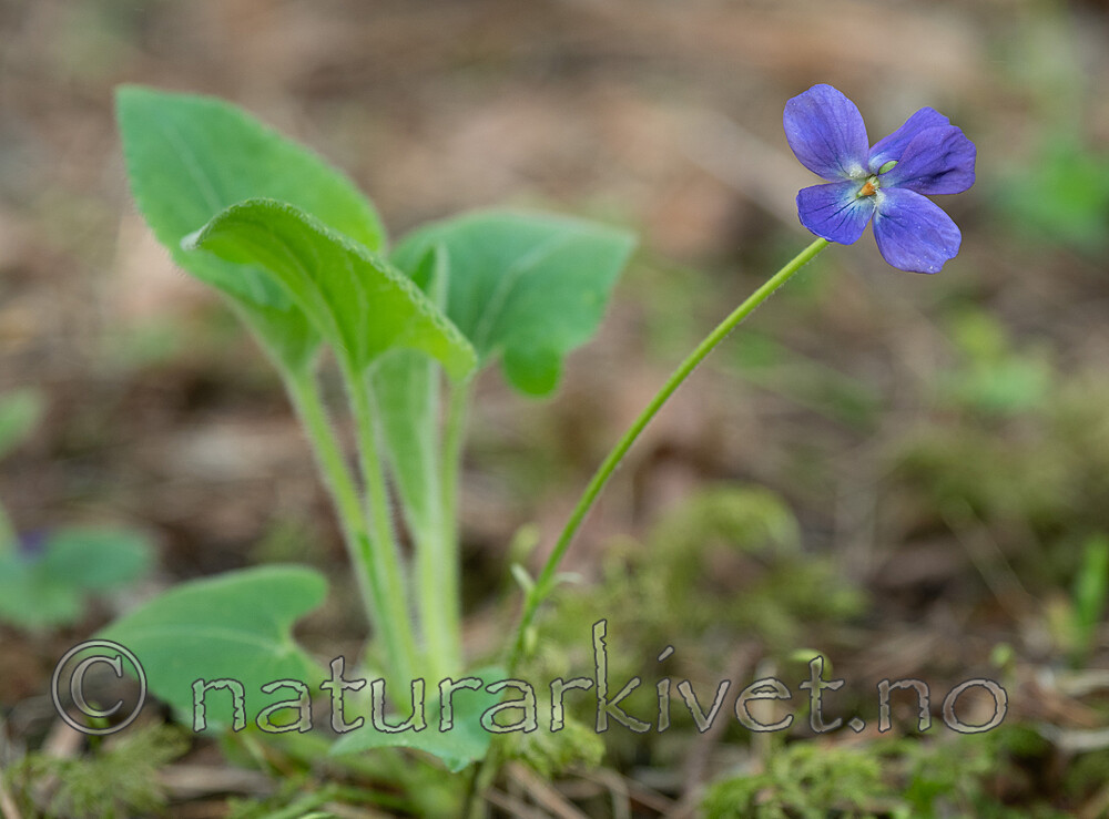 P5283534 / Viola hirta / Lodnefiol