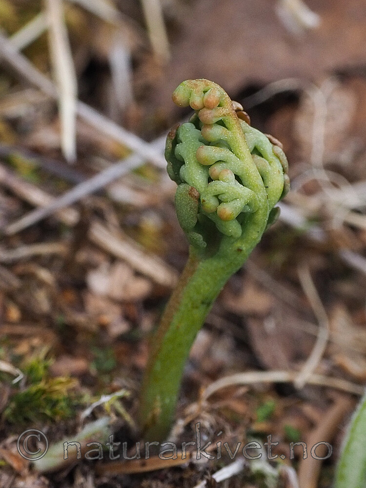 P6031759 / Botrychium matricariifolium / Huldrenøkkel
