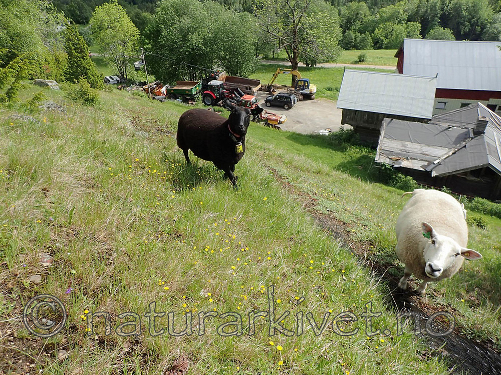 P6130041 (Custom) / Ovis aries / Sau
