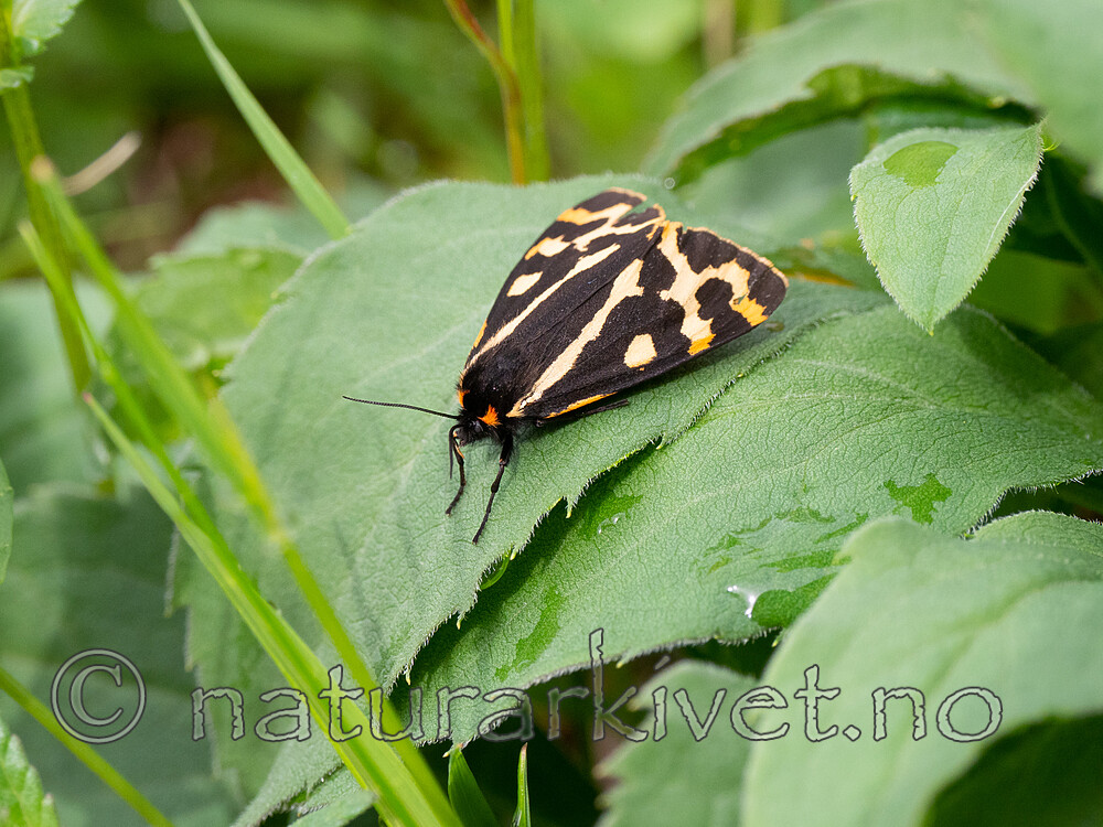 P6221845 / Parasemia plantaginis / Piggsvinspinner