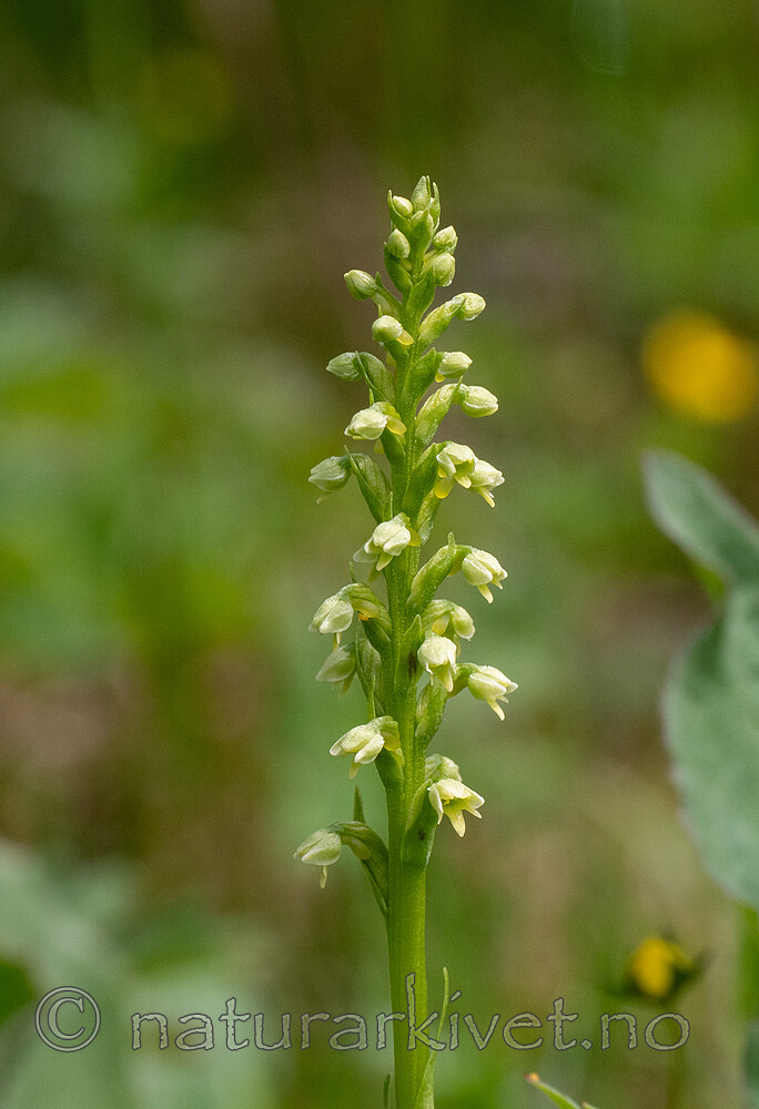 P6221871 / Pseudorchis albida / Hvitkurle <br /> Pseudorchis albida