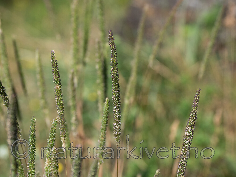 P6233641 / Phleum phleoides / Smaltimotei