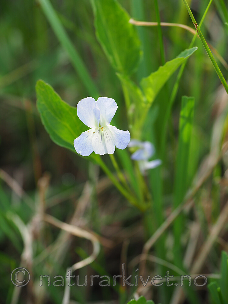 P6270036 / Viola stagnina / Bleikfiol
