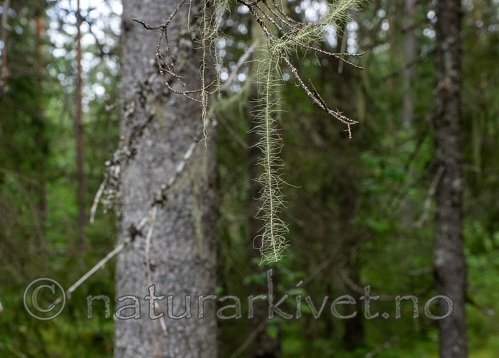 P6301888 / Usnea longissima / Huldrestry
