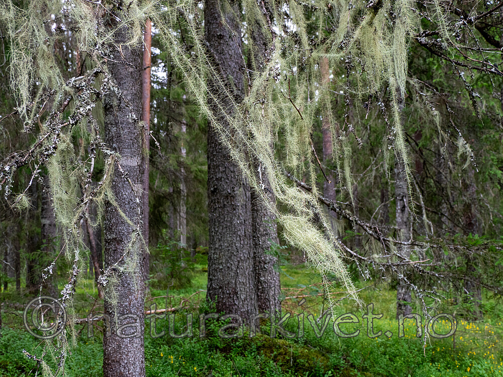 P6301889 / Usnea longissima / Huldrestry