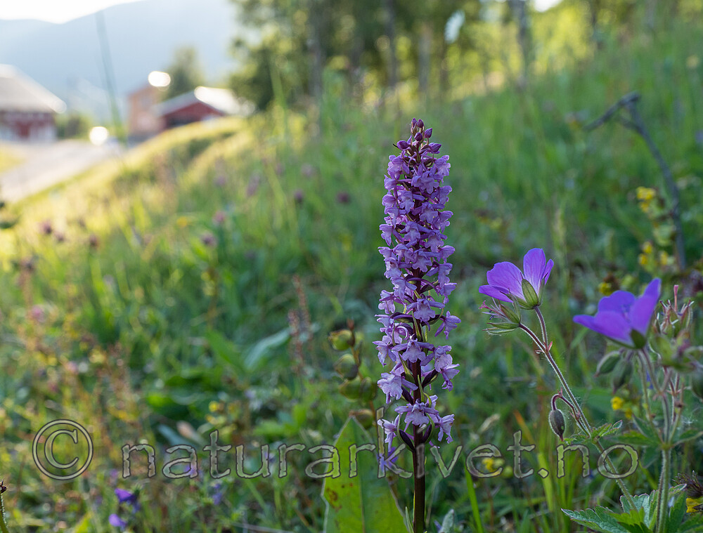 P6303691 / Gymnadenia conopsea / Brudespore