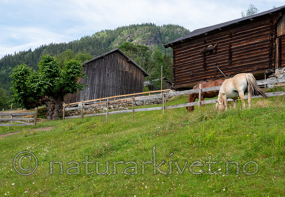 P7023724 / Equus caballus / Hest