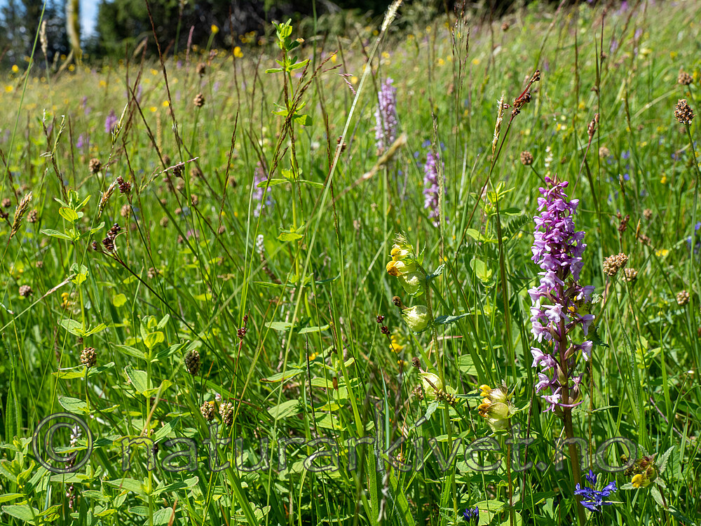 P7023728 / Gymnadenia conopsea / Brudespore