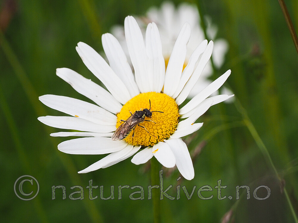 P7151932 / Leucanthemum vulgare / Prestekrage <br /> Tenthredo brevicornis