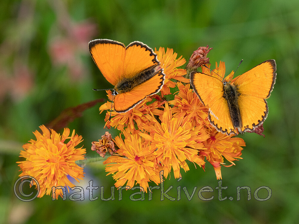 P7151941 / Lycaena virgaureae / Oransjegullvinge