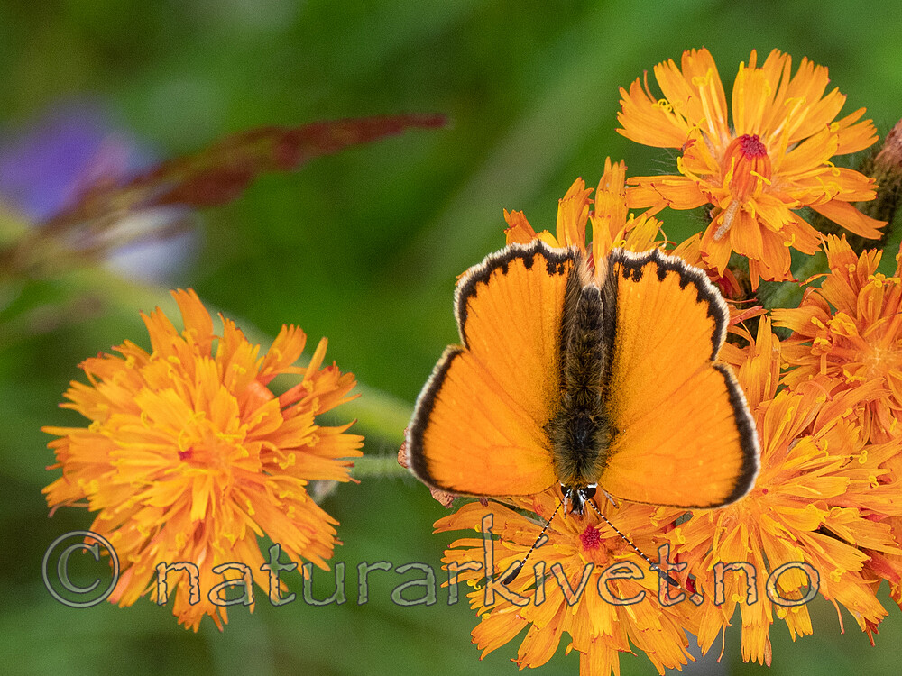 P7151948 / Lycaena virgaureae / Oransjegullvinge