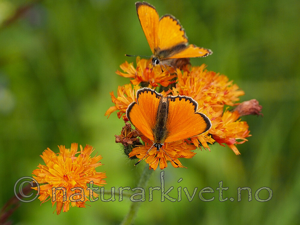 P7151957 / Lycaena virgaureae / Oransjegullvinge