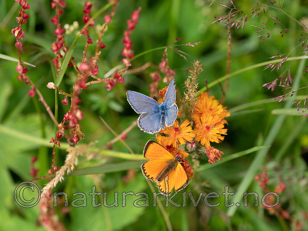 P7151962 / Lycaena virgaureae / Oransjegullvinge <br /> Polyommatus icarus / Tiriltungeblåvinge