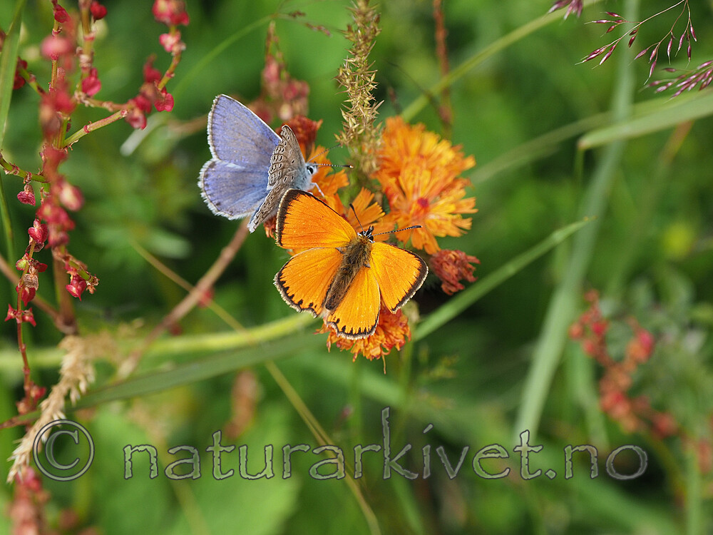 P7151965 / Lycaena virgaureae / Oransjegullvinge <br /> Polyommatus icarus / Tiriltungeblåvinge