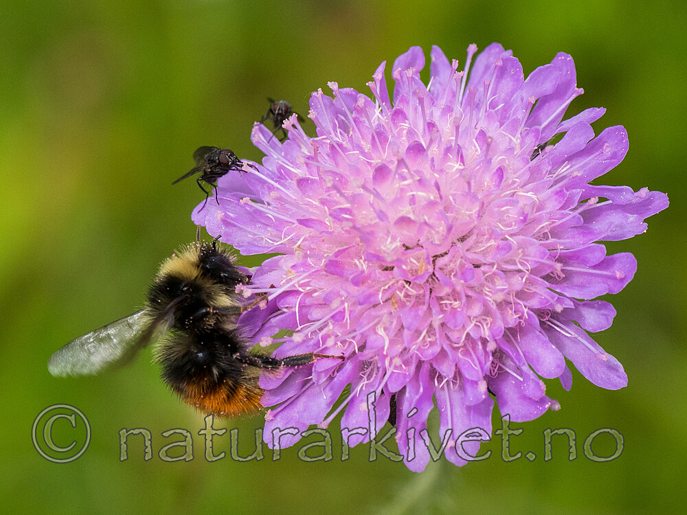 P7151968 / Bombus lapponicus / Lapphumle