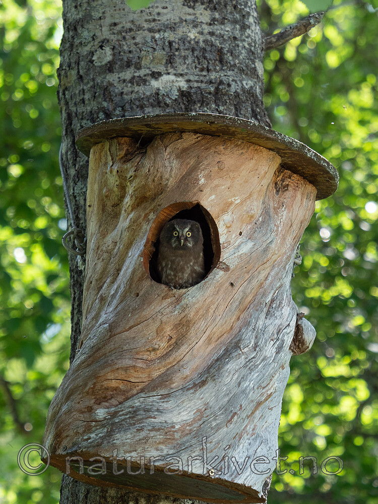 P7193755 / Aegolius funereus / Perleugle