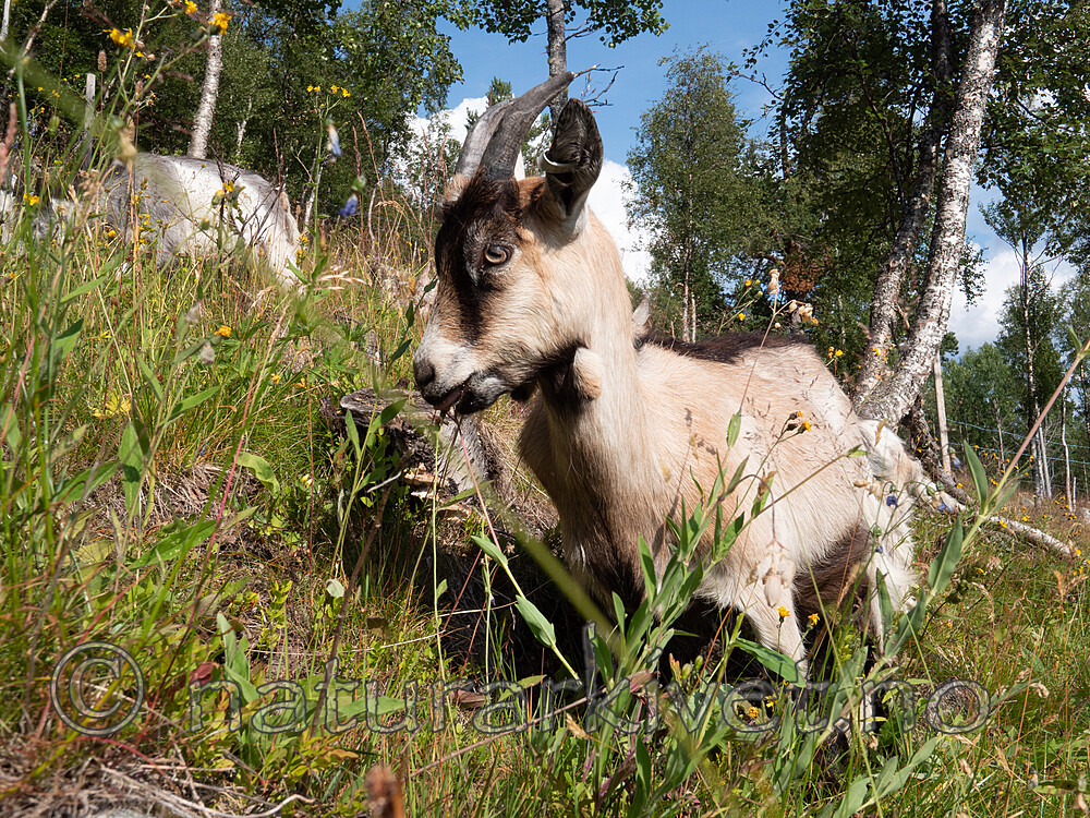 P7253849 / Capra hircus / Geit