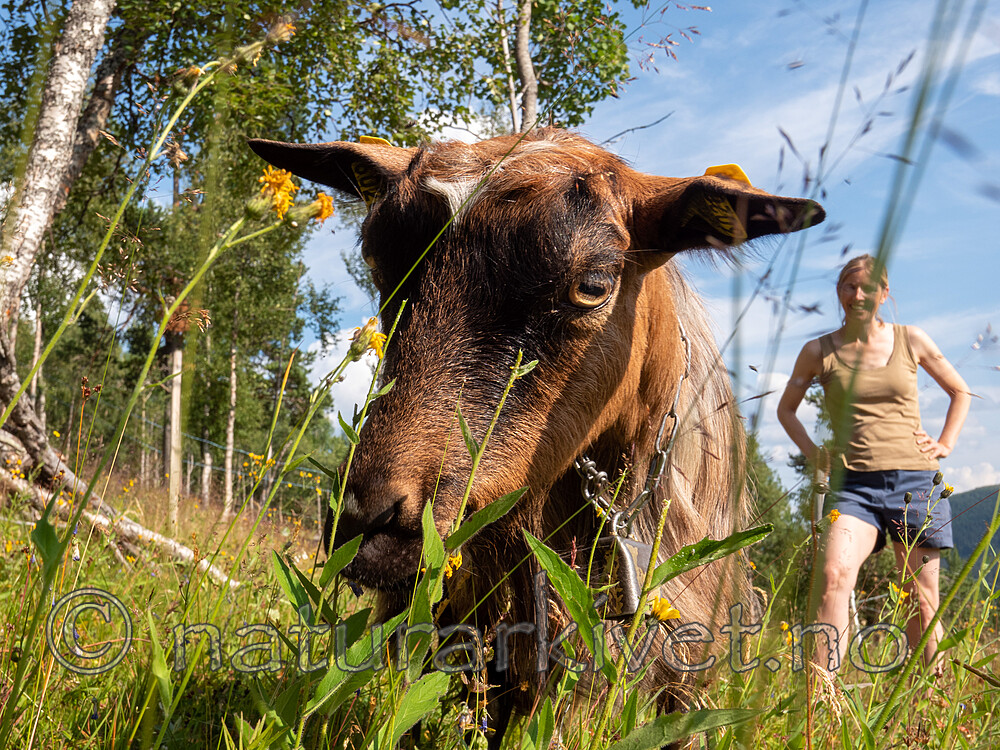 P7253855 / Capra hircus / Geit