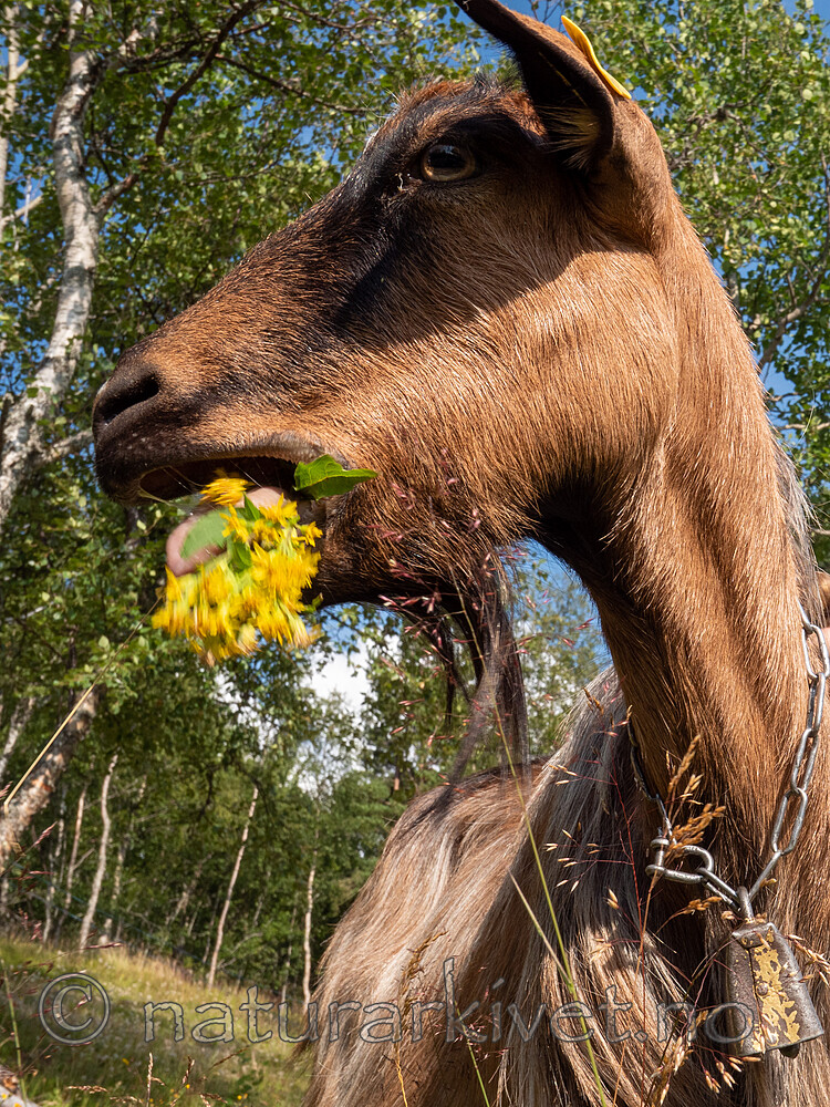 P7253869 / Capra hircus / Geit <br /> Solidago virgaurea / Gullris