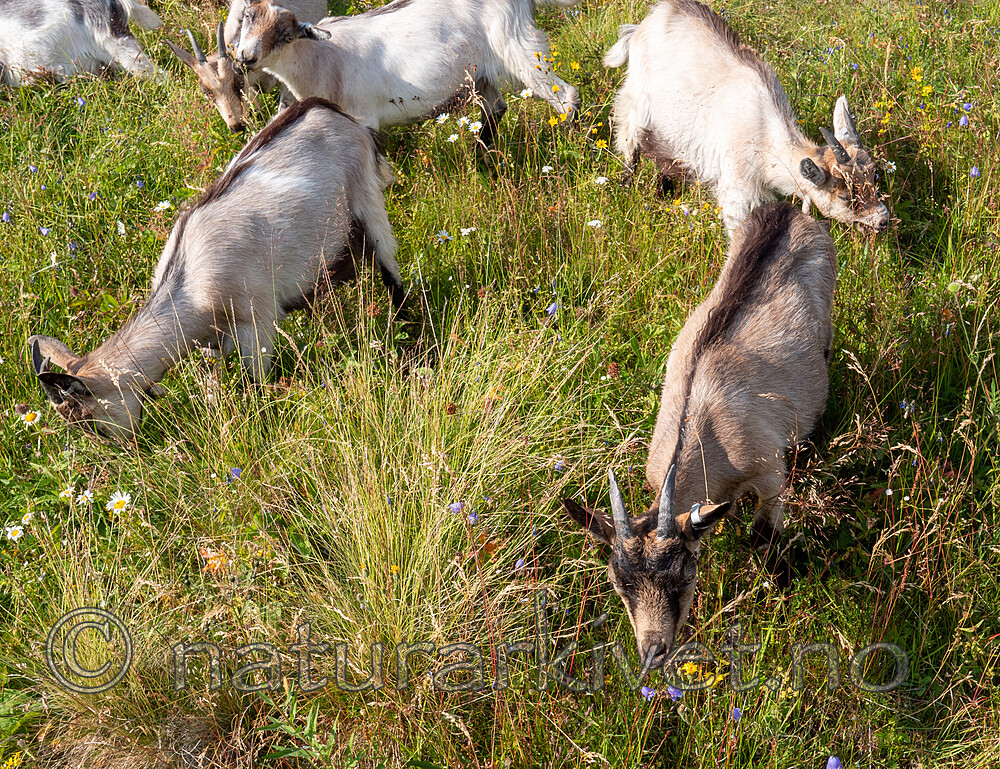 P7253931 / Capra hircus / Geit